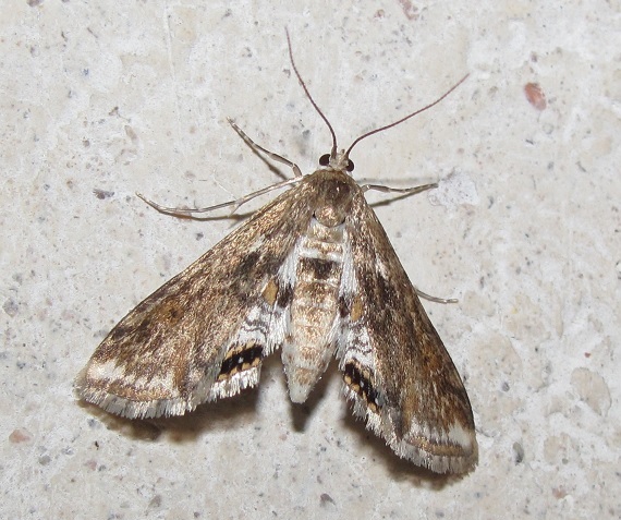 Cataclysta lemnata (Crambidae)